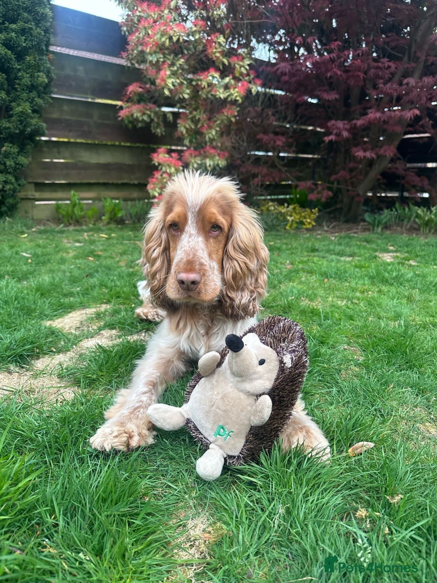 Cocker Spaniel dogs Stud Dog - Chino (Liver Cocker Spaniel) - Advert 1