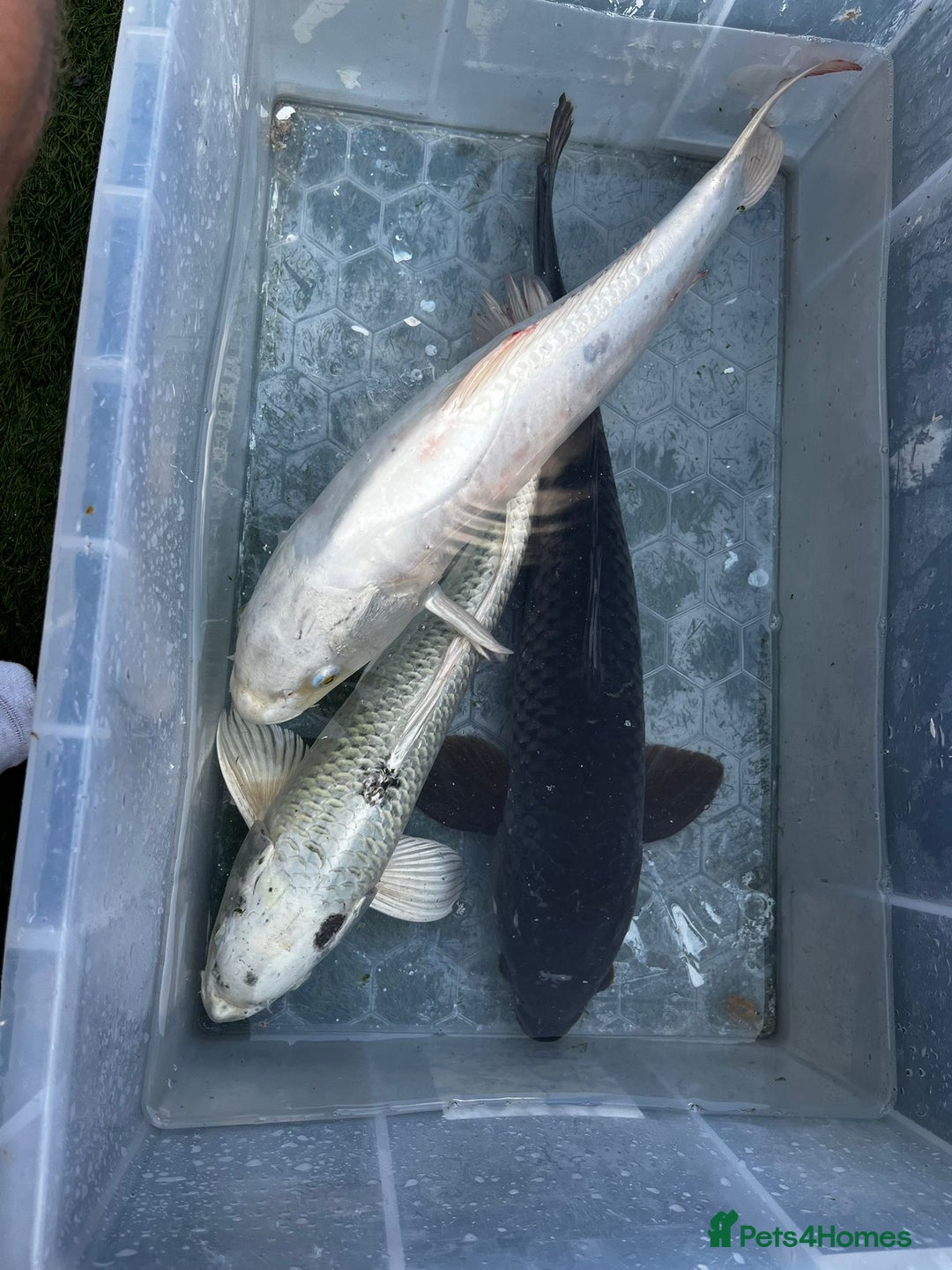Koi Carp fish for sale: Japanese koi carp £100 each  - Image 36