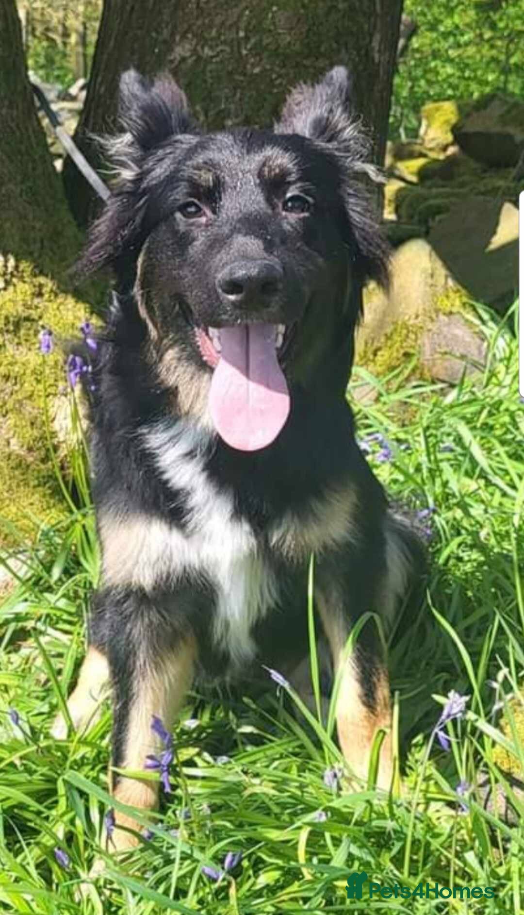 Mixed Breed dogs Puppies  - Advert 1