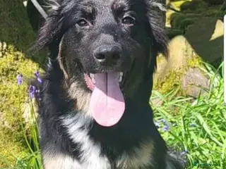 Mixed Breed dogs Puppies - Advert 1