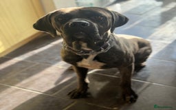 Cane Corso dogs for sale: Beautiful brindle male - Image 1