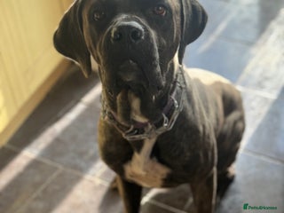 Cane Corso dogs - Advert 12