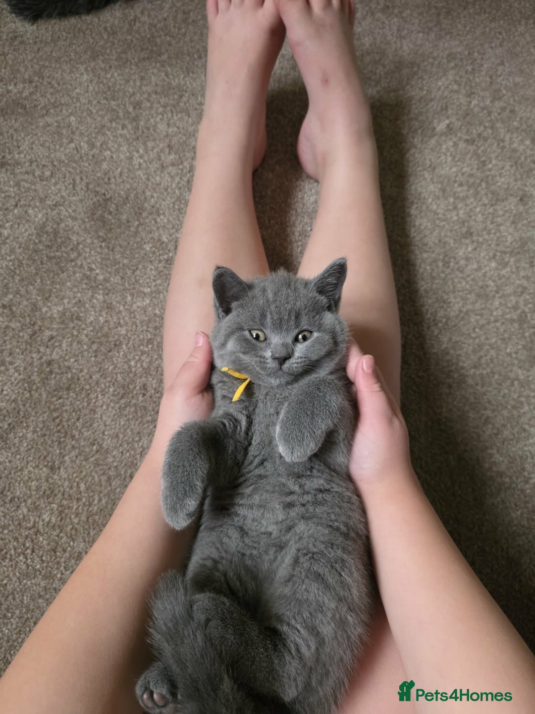 British Shorthair cats for sale:  Gccf British shorthair kittens champion lines 🏆 - Advert 6