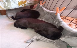 Mixed Breed dogs for sale: Border Terrier cross Cockapoo  - Advert 7