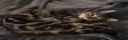 Mixed Breed cats for sale: Beautiful kittens - Advert 3