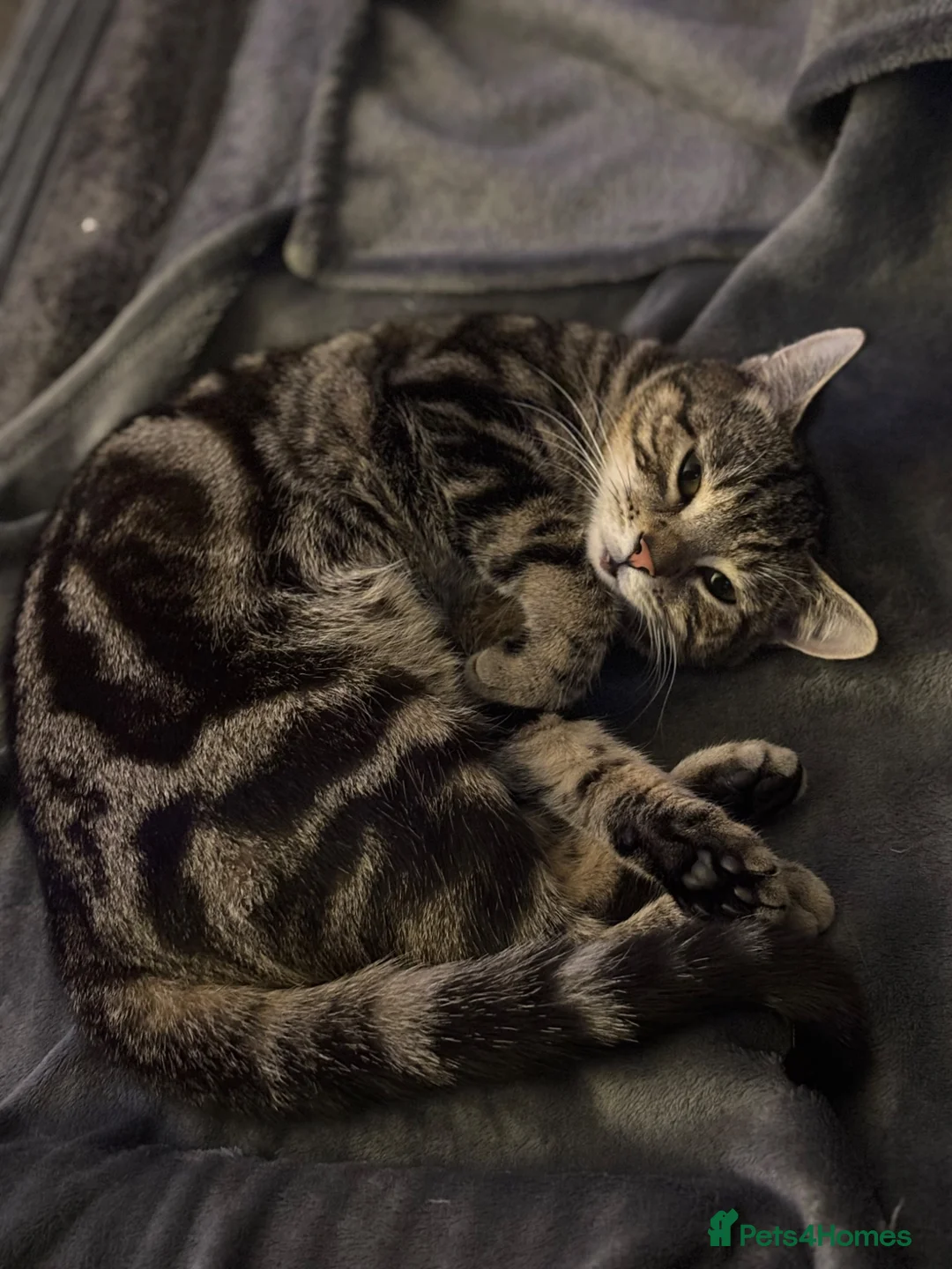 Mixed Breed cats for sale: Beautiful kittens - Advert 3