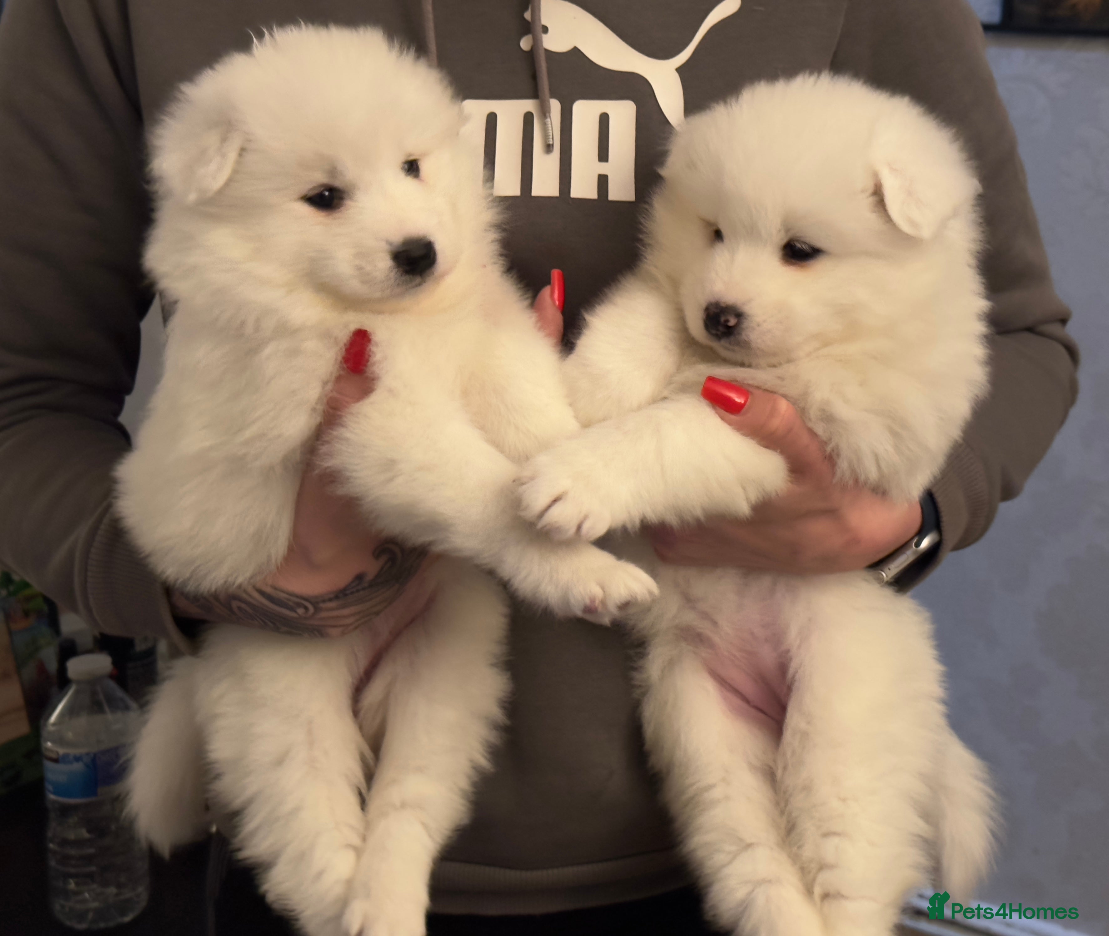 Samoyed dogs Adorable 6 Samoyed Puppies Waiting Forever Homes - Advert 6