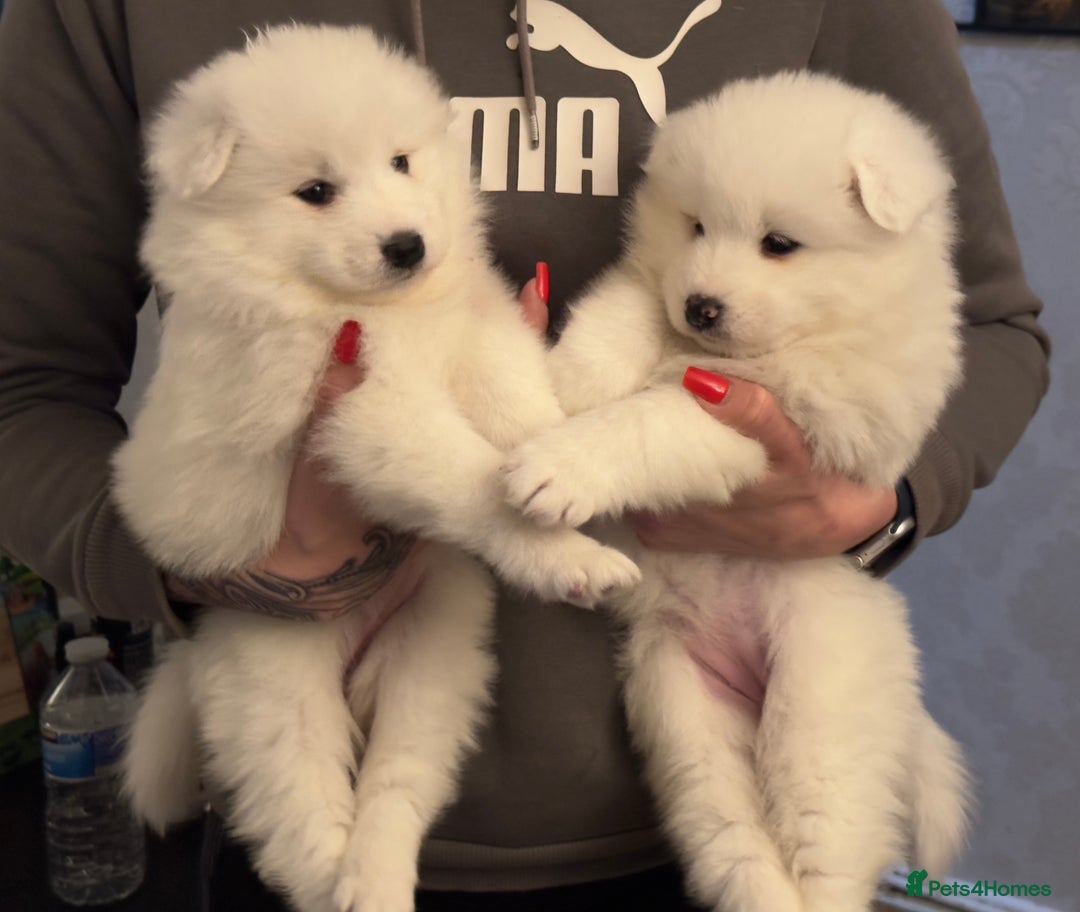 Samoyed dogs for sale: Adorable 6 Samoyed Puppies Waiting Forever Homes - Advert 1