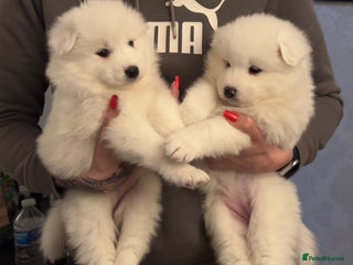 Samoyed dogs Adorable 6 Samoyed Puppies Waiting Forever Homes - Advert 6