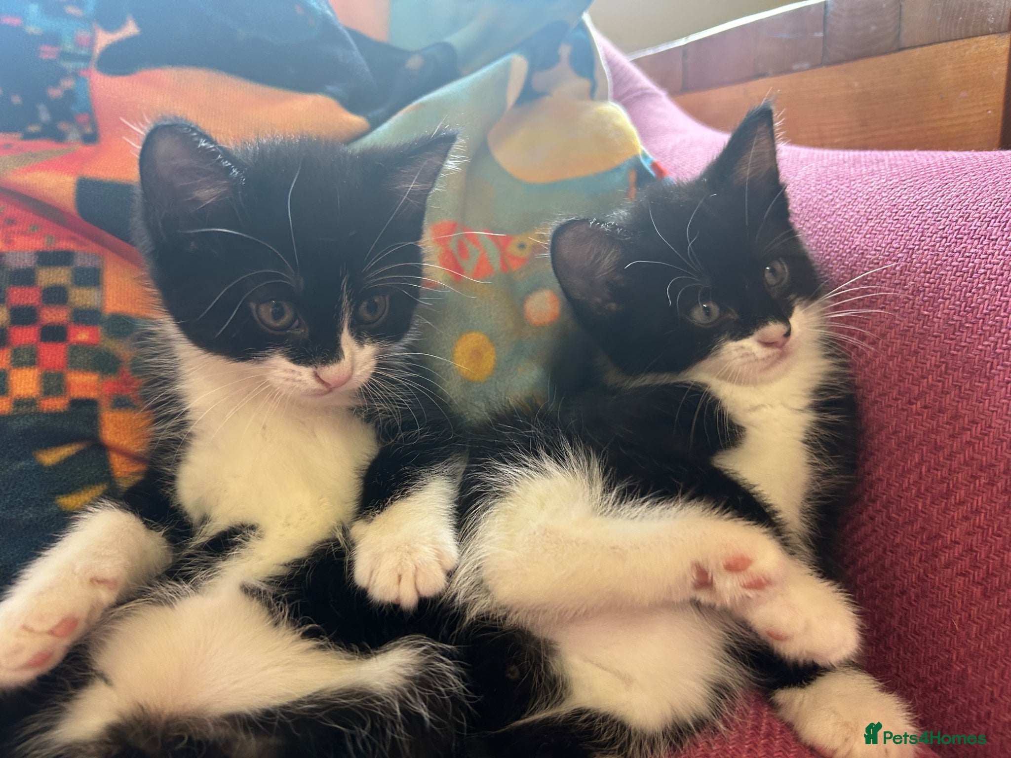 Domestic Shorthair cats Adorable Tuxedo pair  - Advert 15