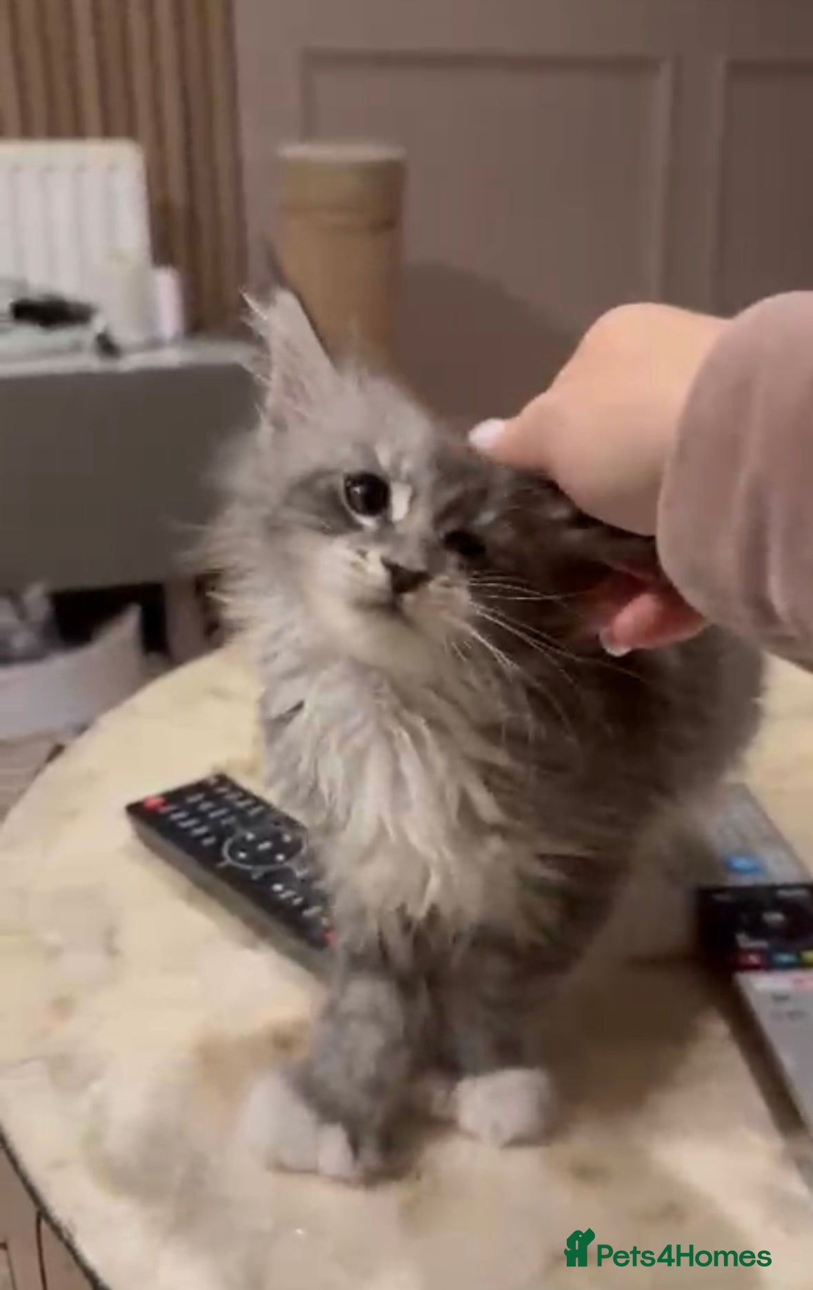 Maine Coon cats Maine coon TICA reg polydactyl girl blue white - Advert 15