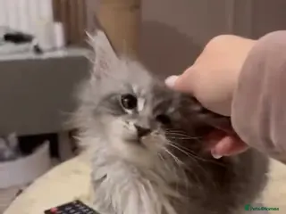 Maine Coon cats Maine coon TICA reg polydactyl girl blue white - Advert 15