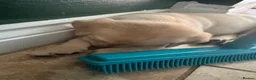Labrador Retriever dogs for sale: 3 blonde boys available  in Chelmsford - Advert 10
