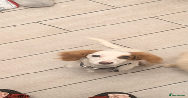 Cavapoo dogs - Advert 2
