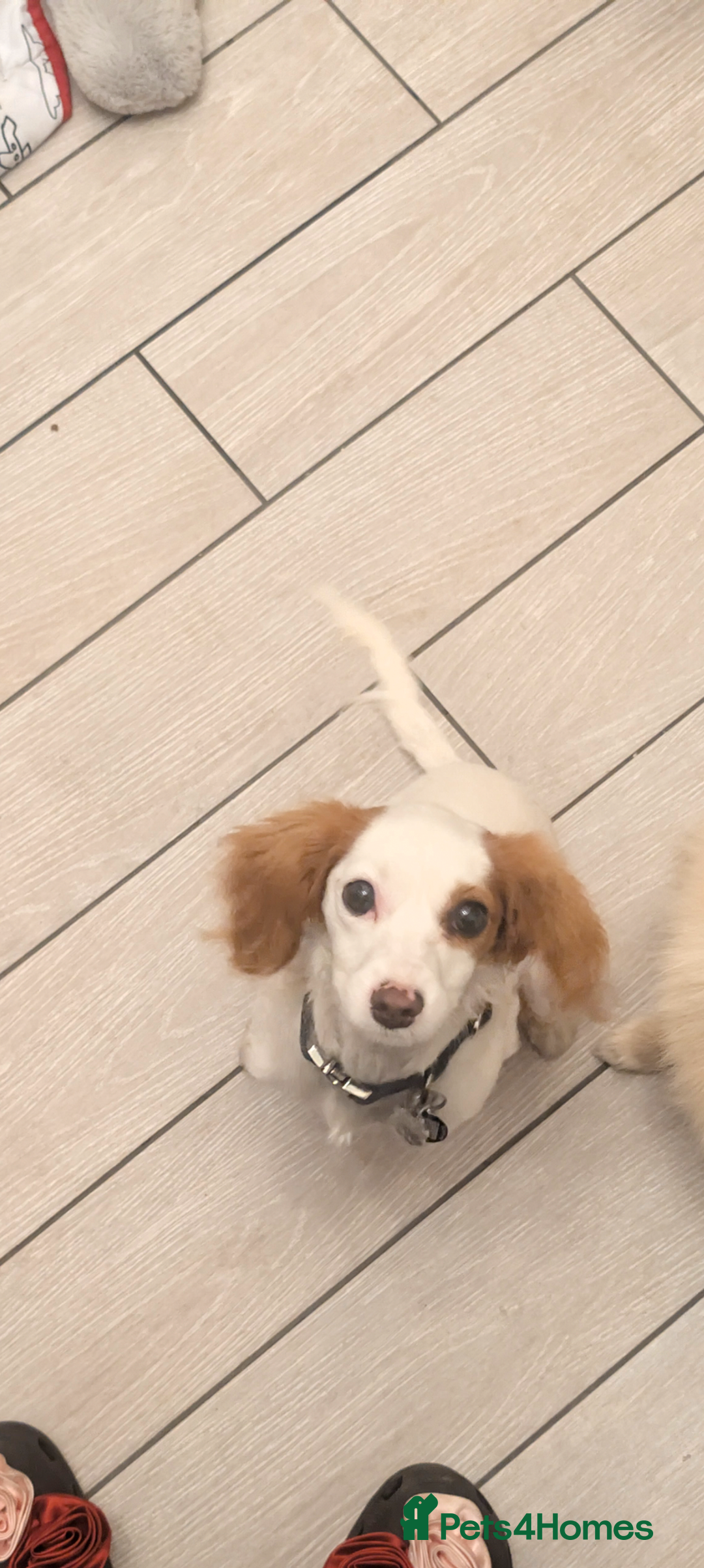 Cavapoo dogs for sale: Female cavalier puppy - Image 2