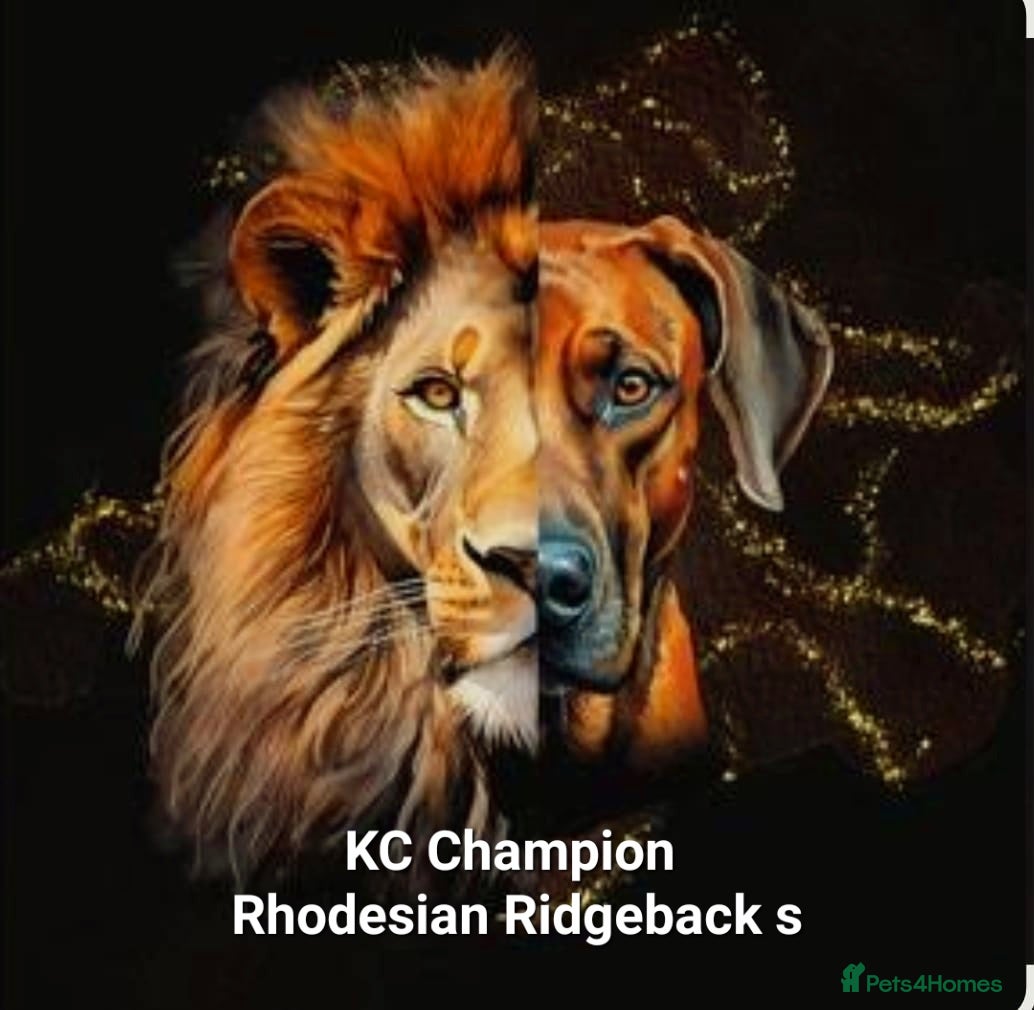 Rhodesian Ridgeback dogs KC OUTSTANDING PEDIGREE RHODESIAN RIDGEBACK  - Advert 14
