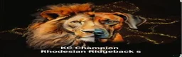 Rhodesian Ridgeback dogs for sale: !!KC CHAMPION AFRICAN RHODESIAN RIDGEBACK!! in Doncaster - Advert 34