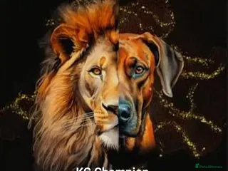 Rhodesian Ridgeback dogs KC OUTSTANDING PEDIGREE RHODESIAN RIDGEBACK - Advert 14