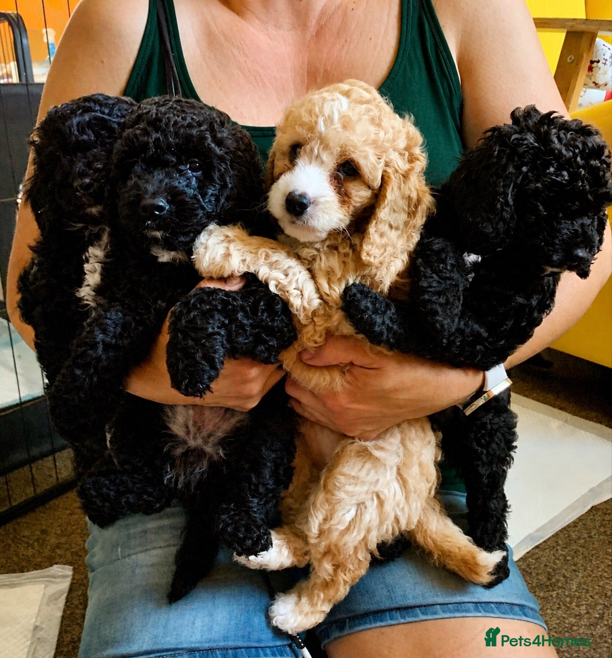 Cockapoo dogs Ready to go this week! Beautiful Cockapoo puppies - Advert 12