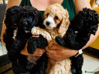 Cockapoo dogs Ready to go this week! Beautiful Cockapoo puppies - Advert 12