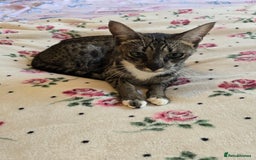 Savannah cats for sale: Beautiful Savannah Girl for 5* home - Image 12
