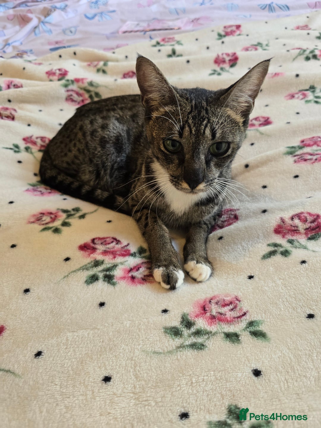 Savannah cats for sale: Beautiful Savannah Girl for 5* home - Image 12