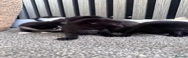 Sleepy