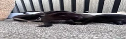 Mixed Breed cats for sale: Beautiful kittens needing new homes  - Advert 3