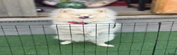 Pomeranian dogs for sale: cream pomeranian  in Erith - Advert 5