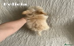 Yorkshire Terrier dogs for sale: Adorable Golddust Yorkshire Terrier Puppies - Image 31