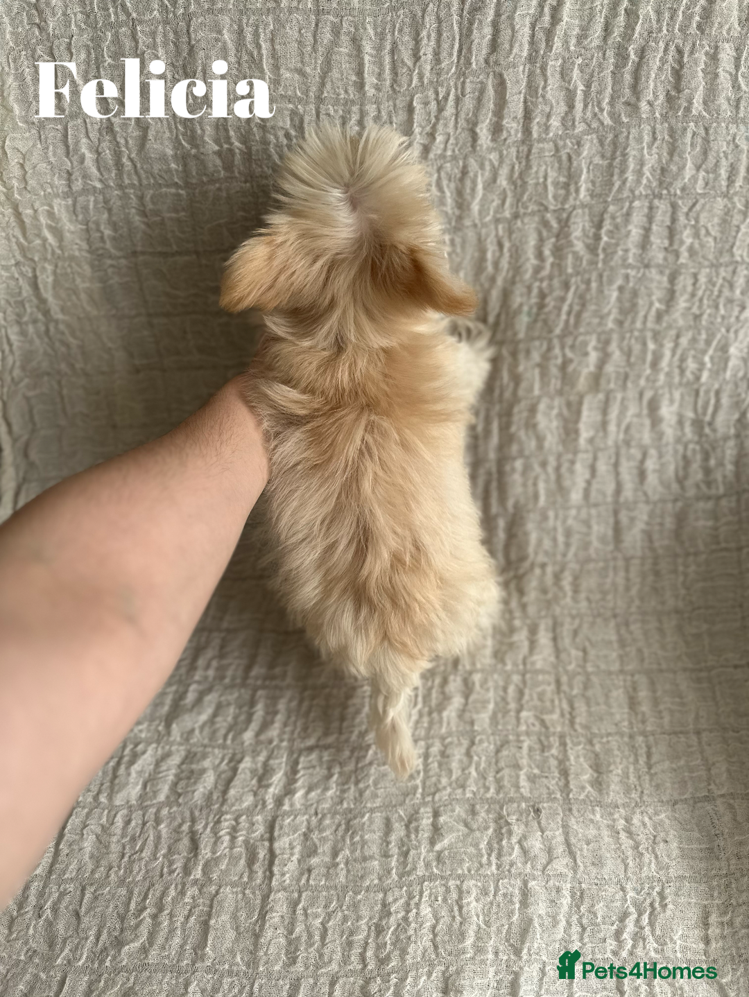 Yorkshire Terrier dogs for sale: Adorable Golddust Yorkshire Terrier Puppies - Image 31