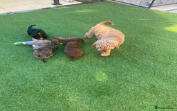Mixed Breed dogs for sale: Daxipoo puppies - Image 22
