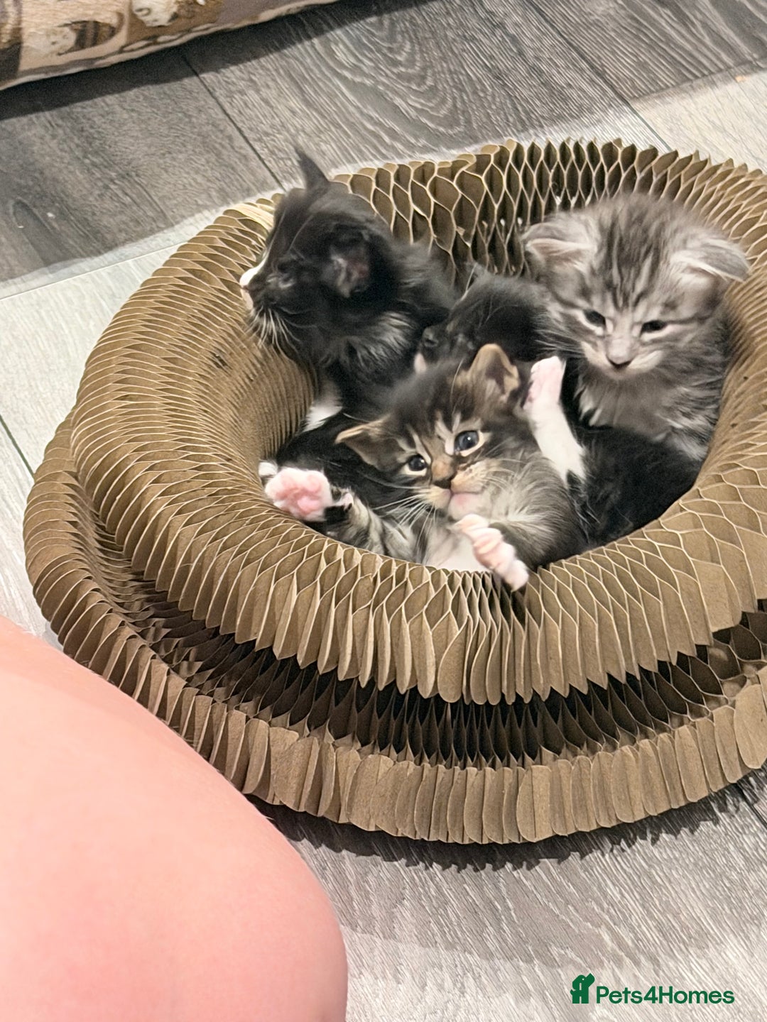 Maine Coon cats for sale: TICA reg adorable Maine Coon baby kittens  - Advert 12