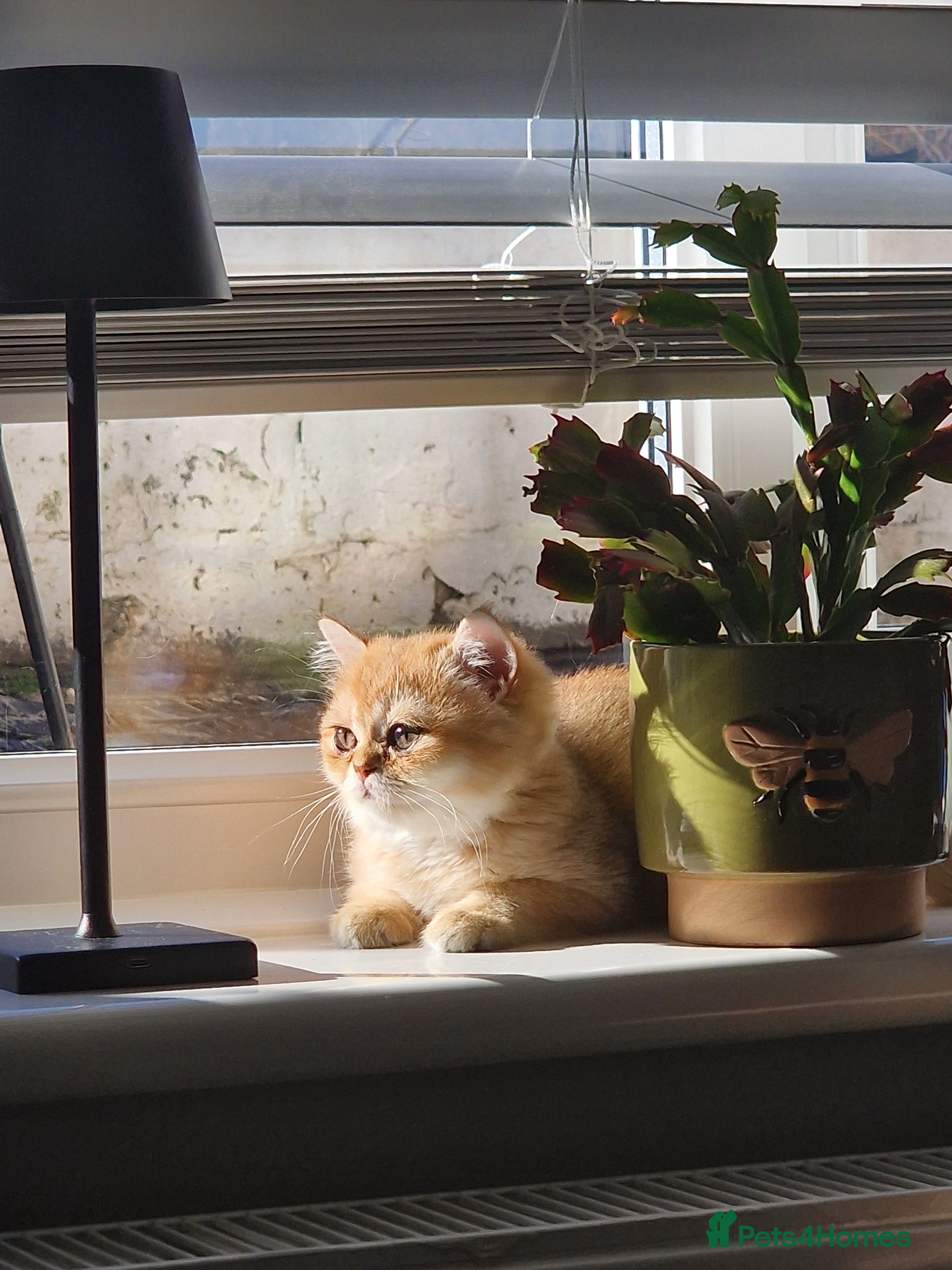 British Shorthair cats Stunning British Shorthair Golden Chinchilla - Advert 2
