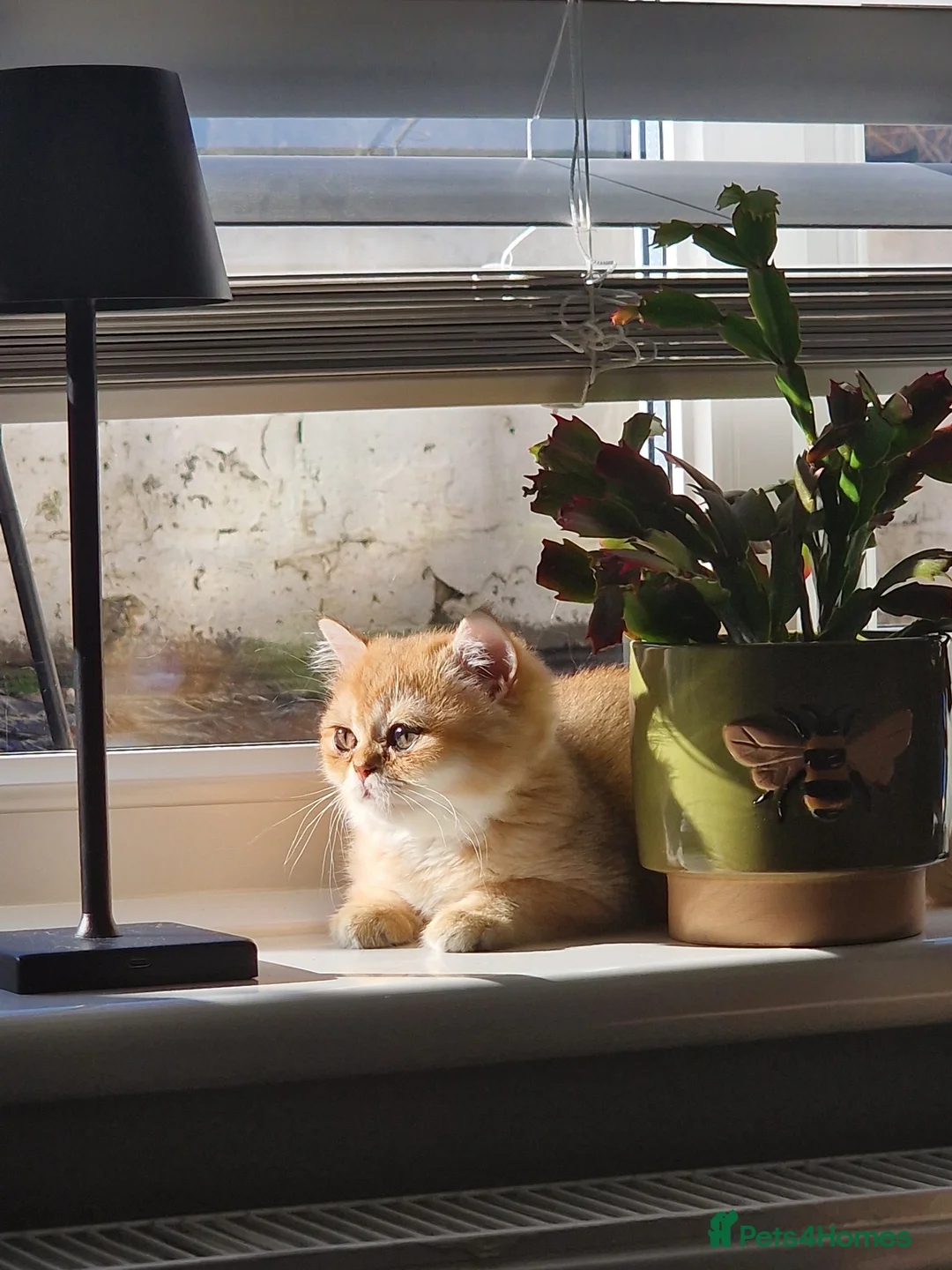British Shorthair cats for sale: Stunning British Shorthair Golden Chinchilla - Advert 2