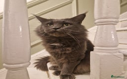 Maine Coon cats for sale: Adult male and female - Image 1