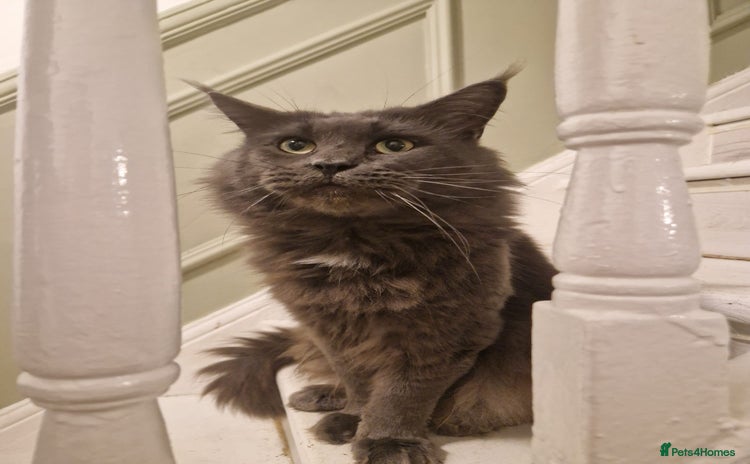 Maine Coon cats - Advert 2