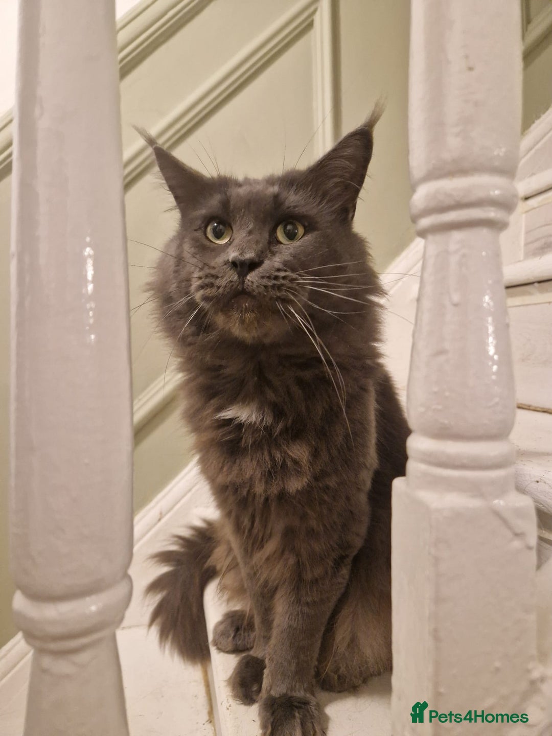 Maine Coon cats for sale: Adult male and female - Image 1