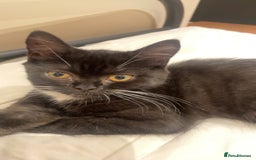 Persian cats for sale: 1 Persian kitten ready to go now  - Image 2