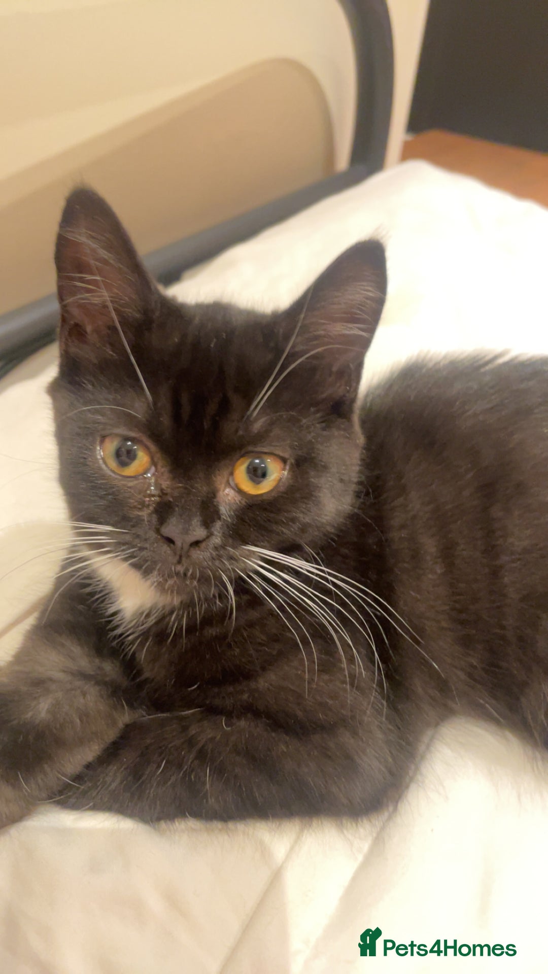 Persian cats for sale: 1 Persian kitten ready to go now  - Image 2