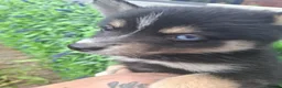 Pomsky dogs for sale: Beautiful Pomsky 1 Girl Available - Advert 26