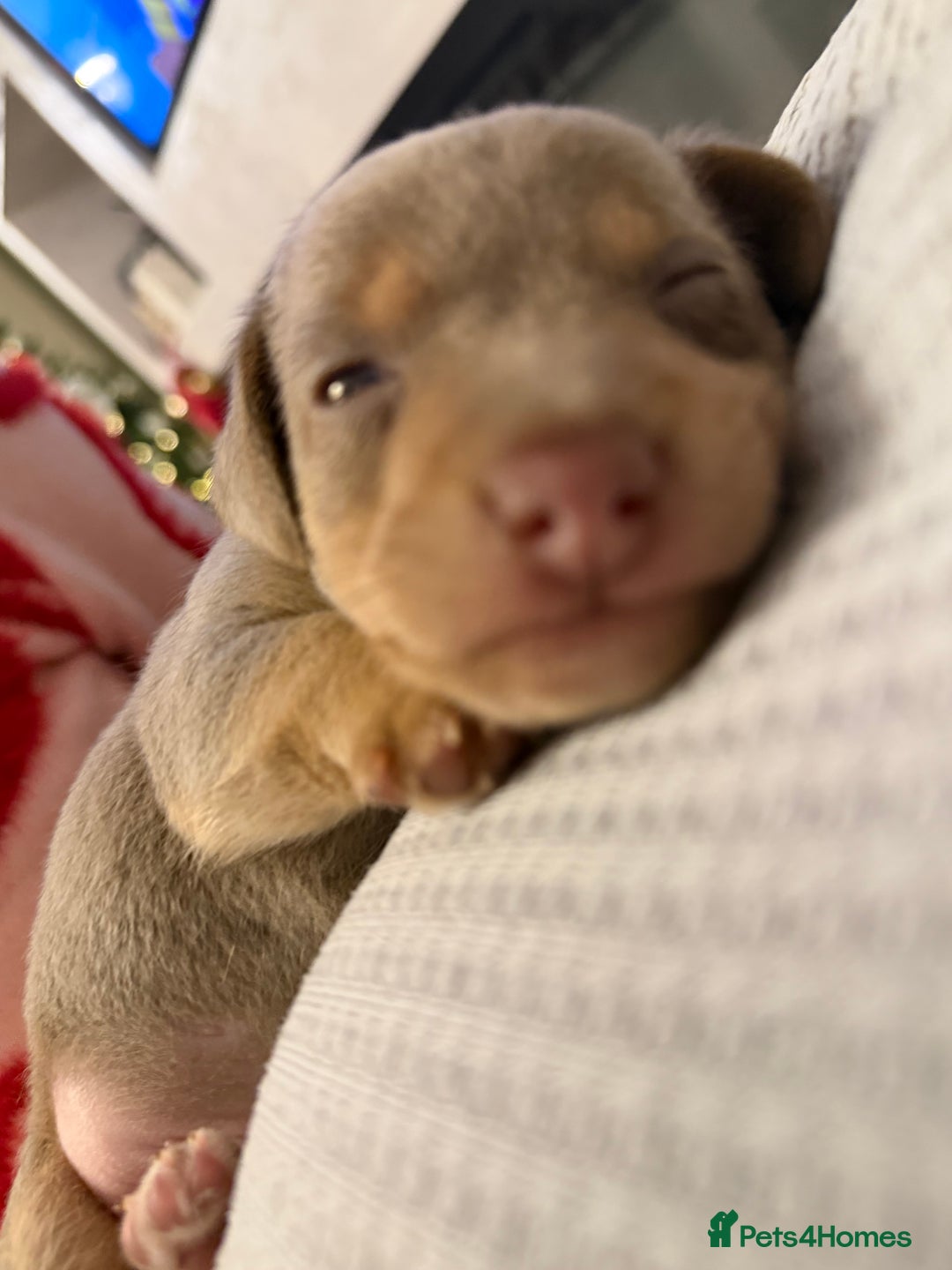 Jack Russell dogs for sale: Beautiful miniature lilac and tan boy  - Advert 6