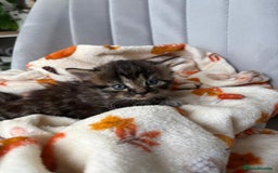 Mixed Breed cats for sale: 4 playful and funny kittens - Advert 9