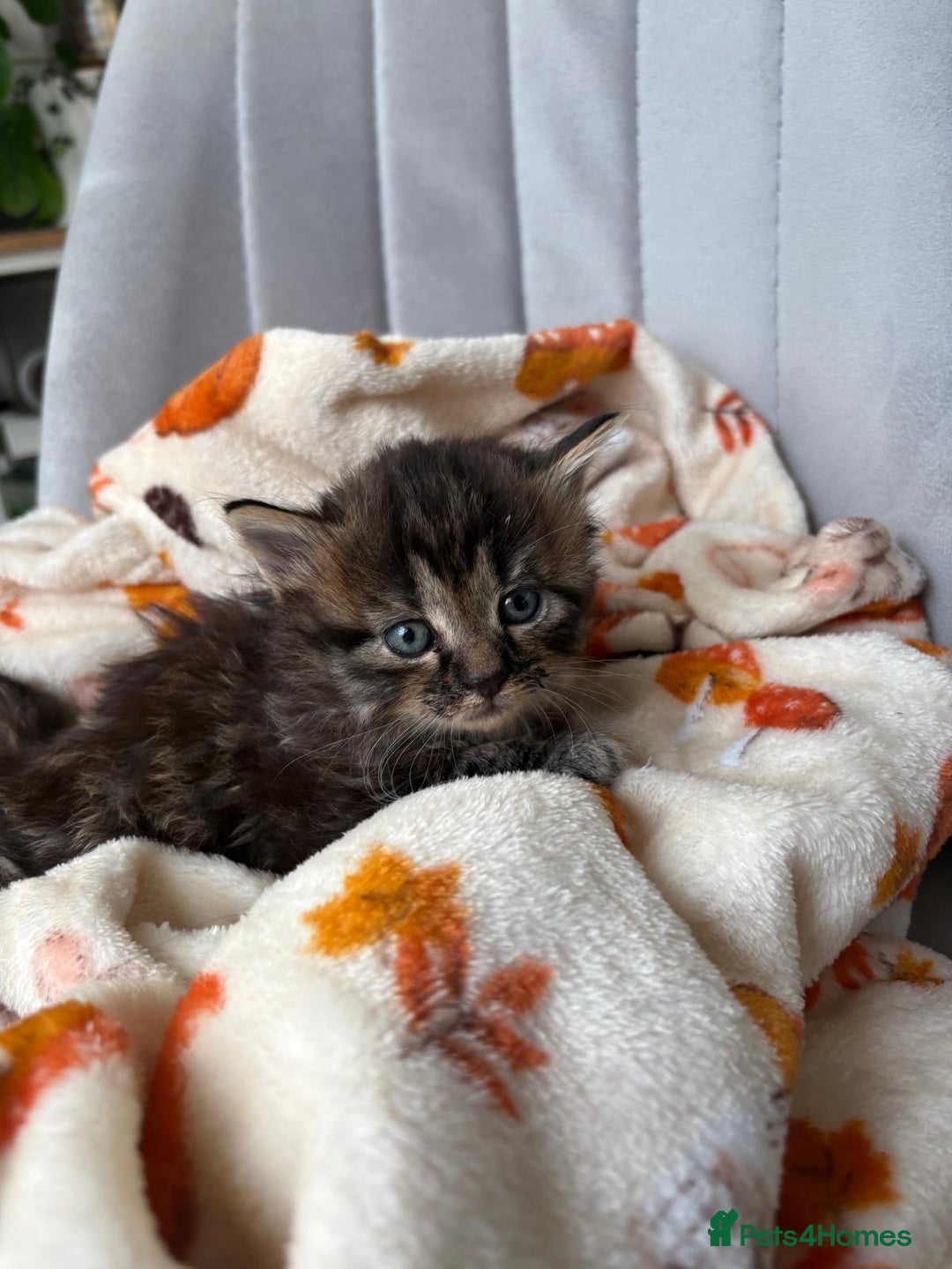 Mixed Breed cats for sale: 4 playful and funny kittens - Advert 9