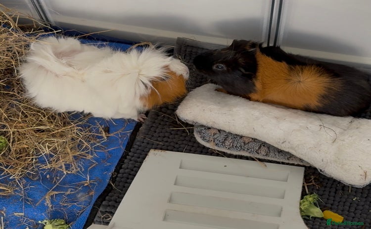 Guinea Pig rodents - Advert 5