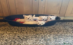 West Highland Terrier dogs for sale: Westie puppies for sale - Image 5