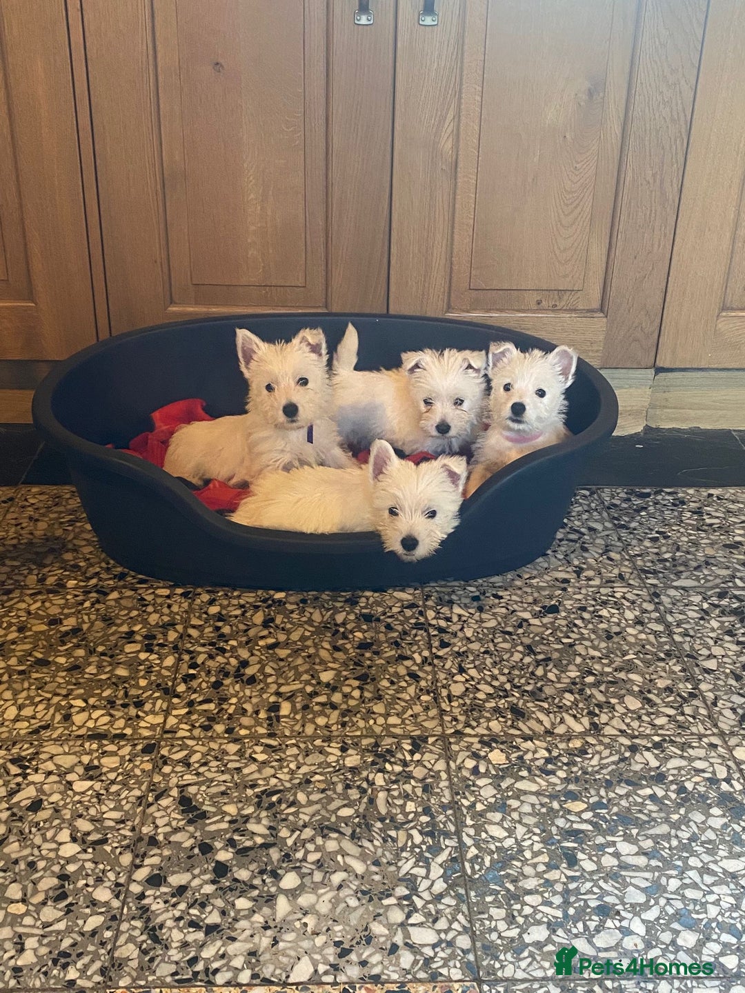 West Highland Terrier dogs for sale: Westie puppies for sale - Image 5