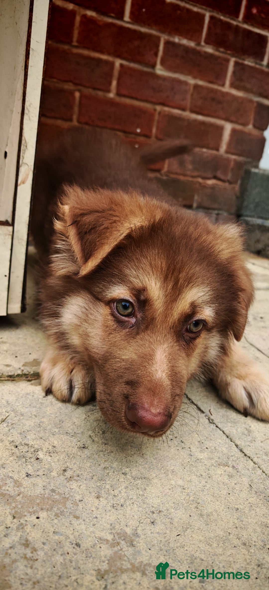 German Shepherd dogs for sale: German sheperd puppy - Image 4