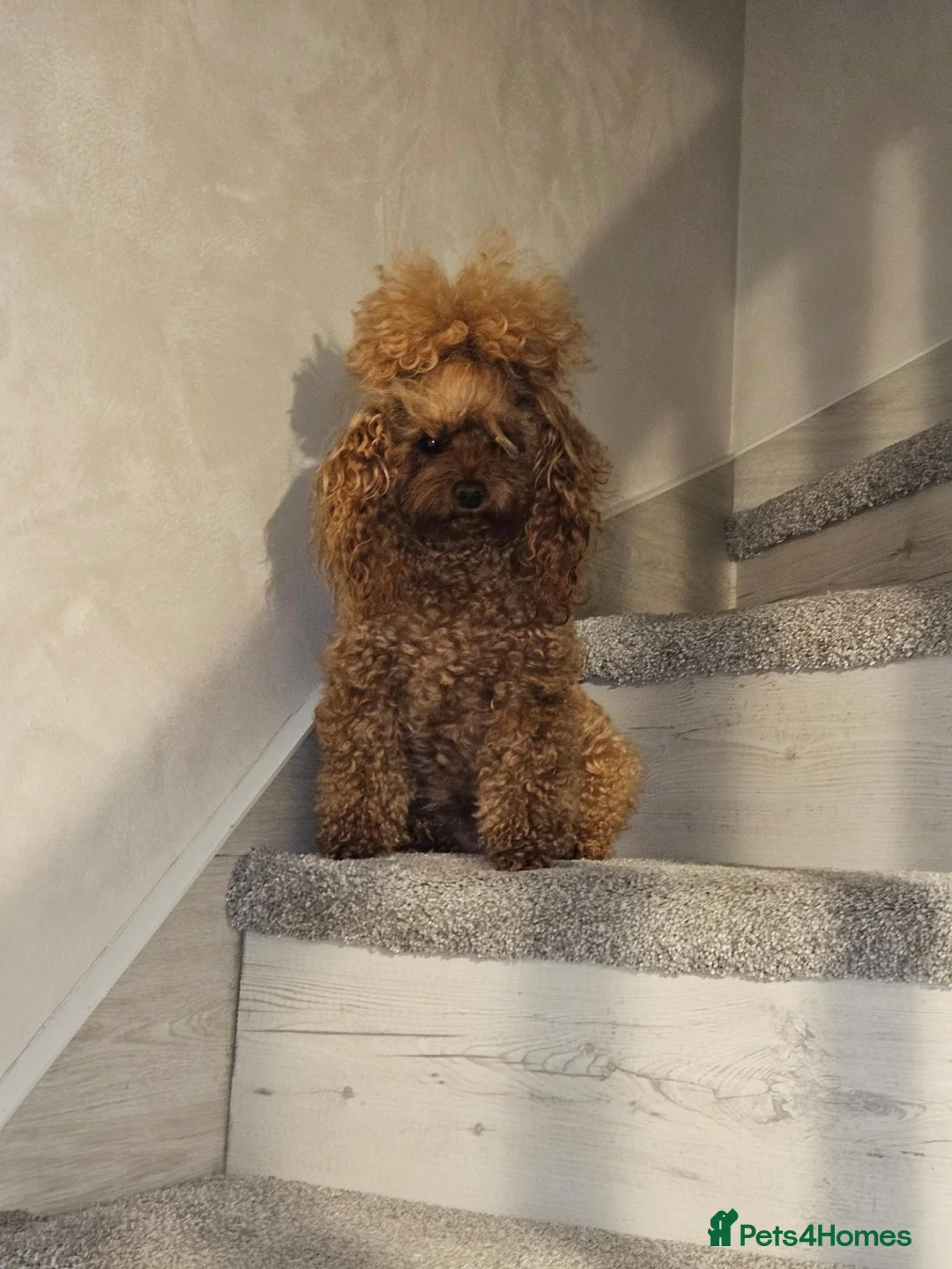 Toy Poodle dogs for sale: Stunning red toy poodle puppies - Advert 2