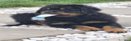Rottweiler dogs for sale: Long Haired Fluffy Rottie Pups. Full Health Tested - Advert 21